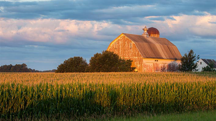 The setting sun casts golden light over a cornfield and barn in Renville County.