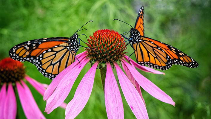 Two butterflies land on a flower and gently unfold their wings.