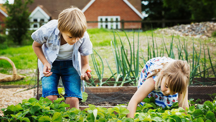 A brother and sister pick strawberries in a backyard garden.