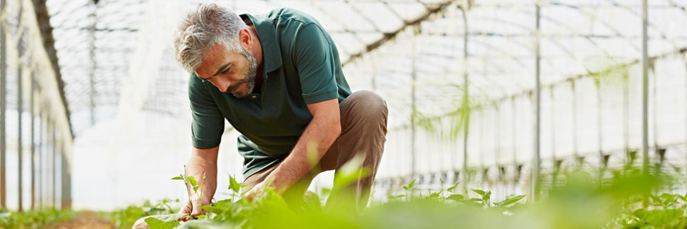 A gardener crouches down on one knee to examine a plant in a large, bright greenhouse.