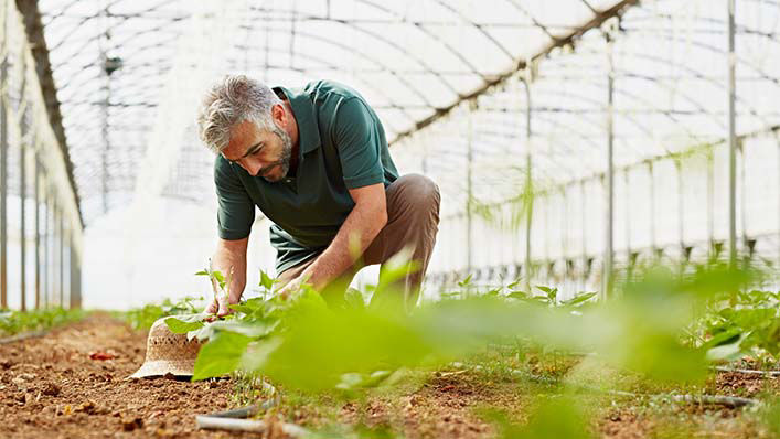 A worker kneels and plants in the dirt in a greenhouse.