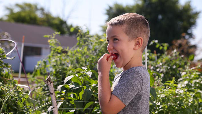 Boy eats a tomato fresh out of the garden.