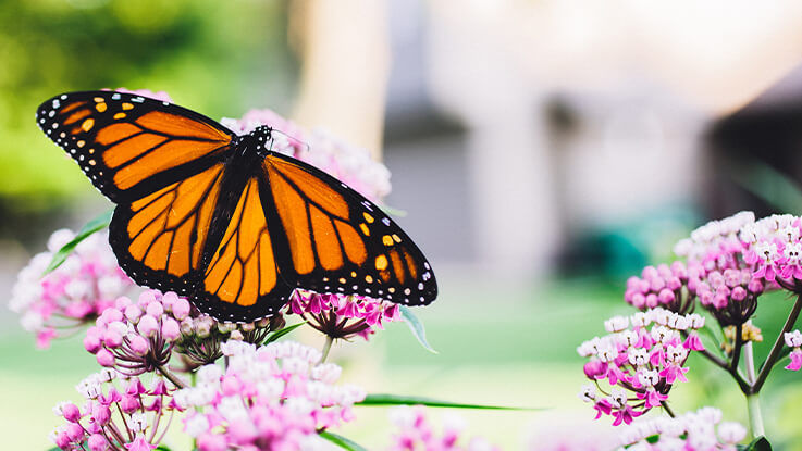 A monarch butterfly lands on a flower in a garden.